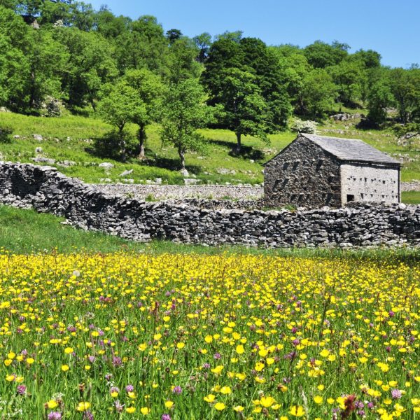 photo of buttercups in swaledale